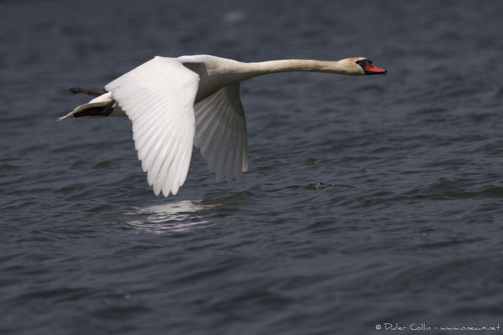 Cygne tuberculé, Vol