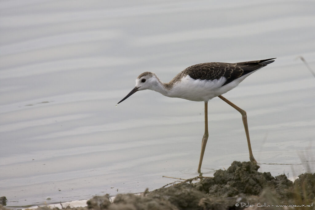 Black-winged Stiltjuvenile, identification