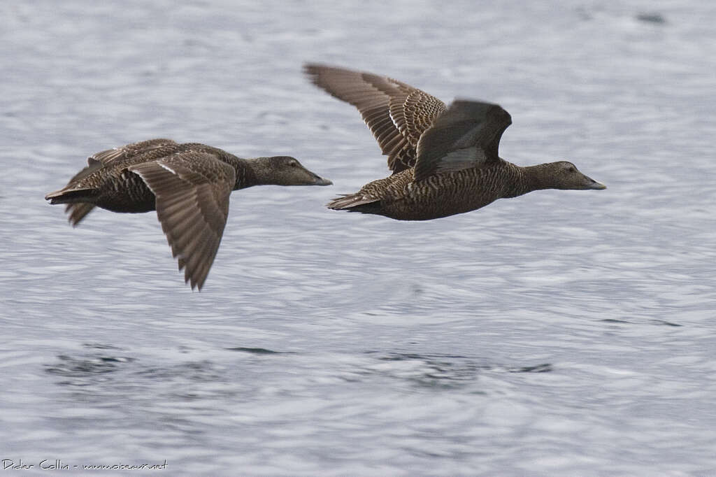 Common Eider female adult, Flight