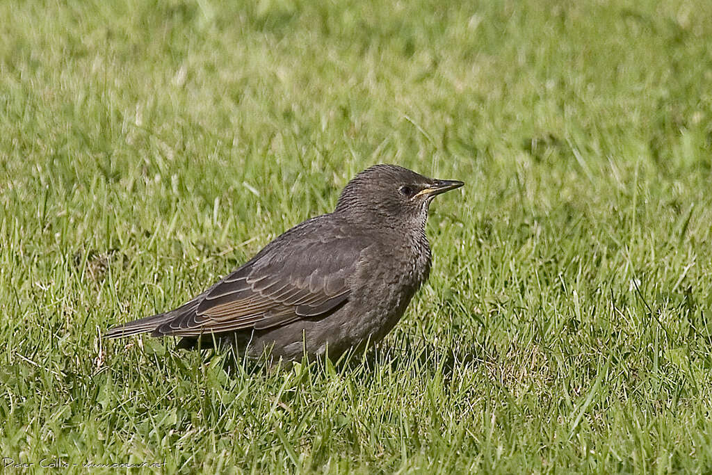 Common Starlingjuvenile, identification
