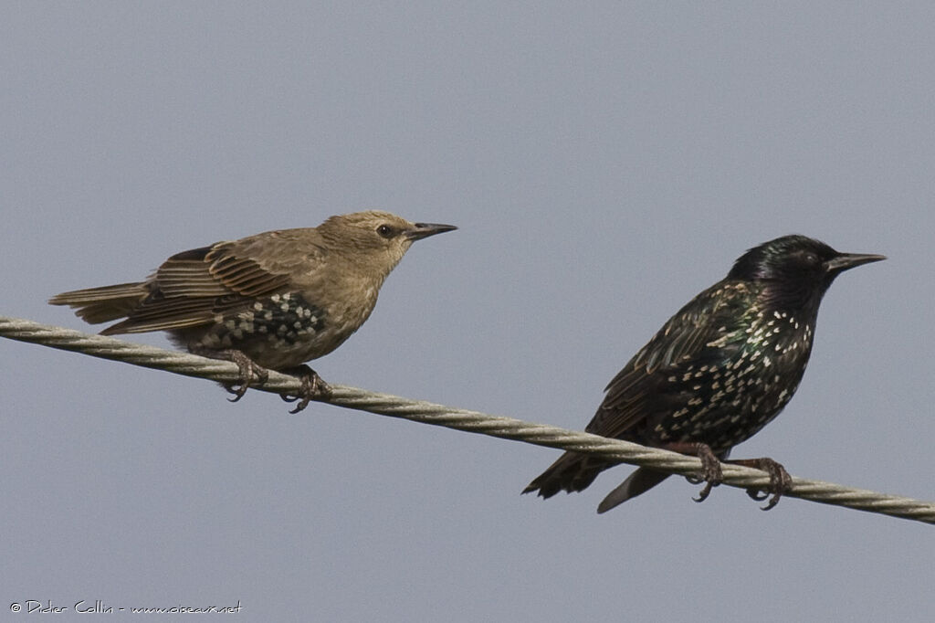 Common Starling