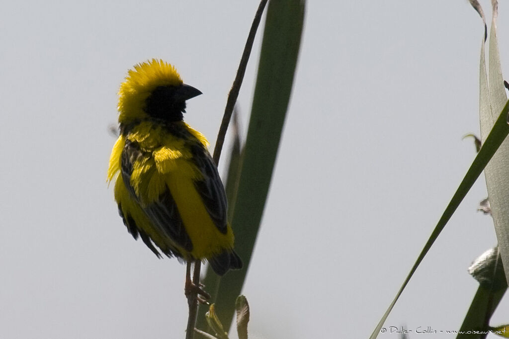 Euplecte vorabé, identification