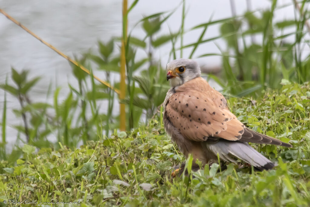 Common Kestrel