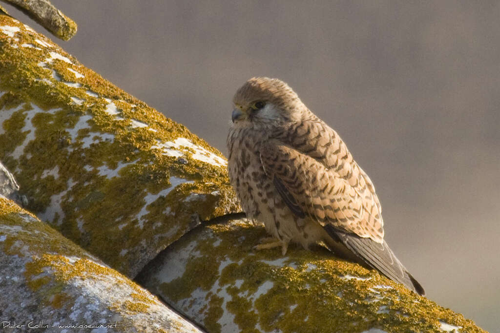 Lesser Kestrel female adult, identification
