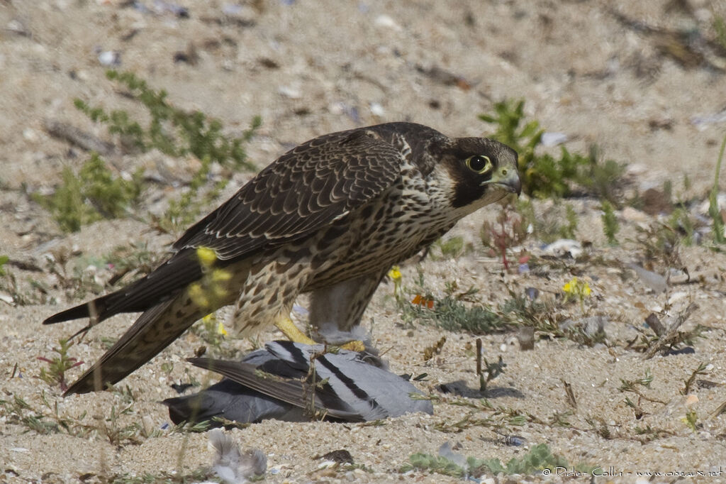 Faucon pèlerinjuvénile, identification, régime, Comportement