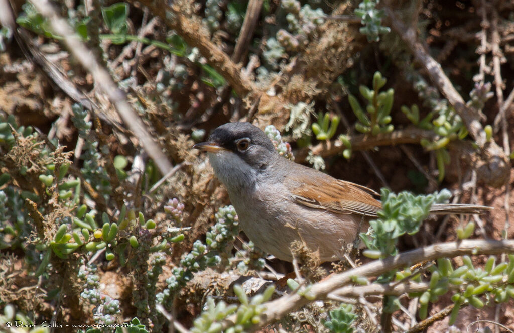 Spectacled Warbler male adult