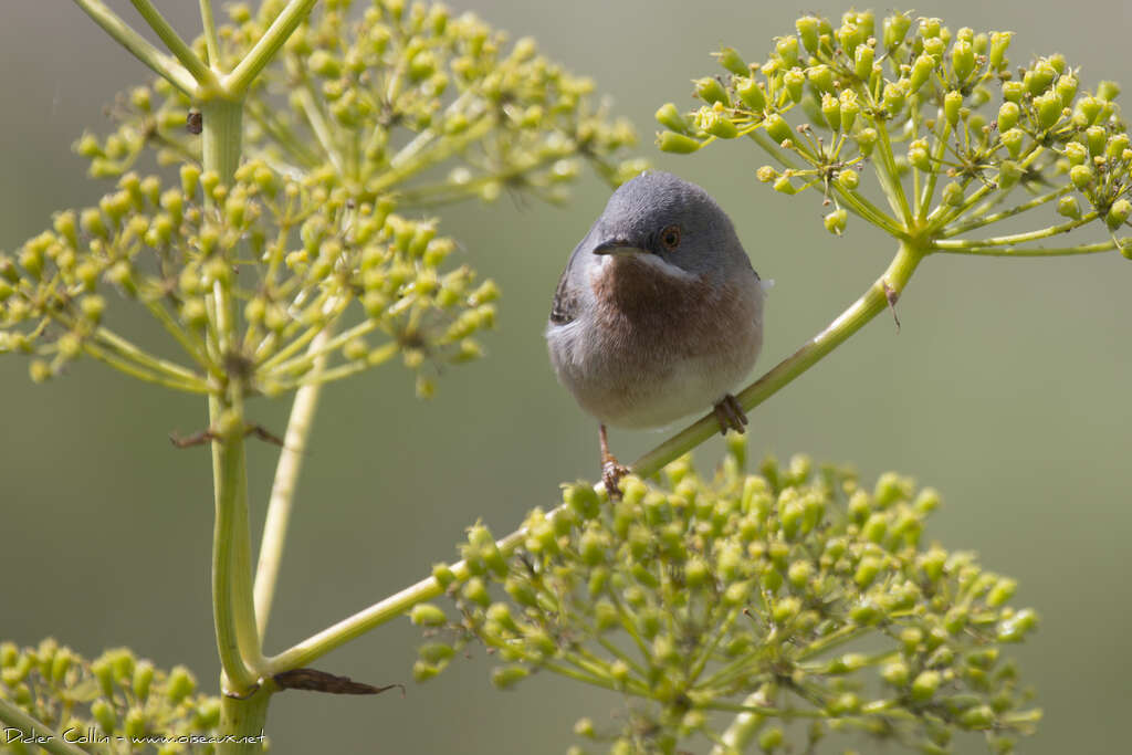 Western Subalpine Warbler male adult breeding, close-up portrait