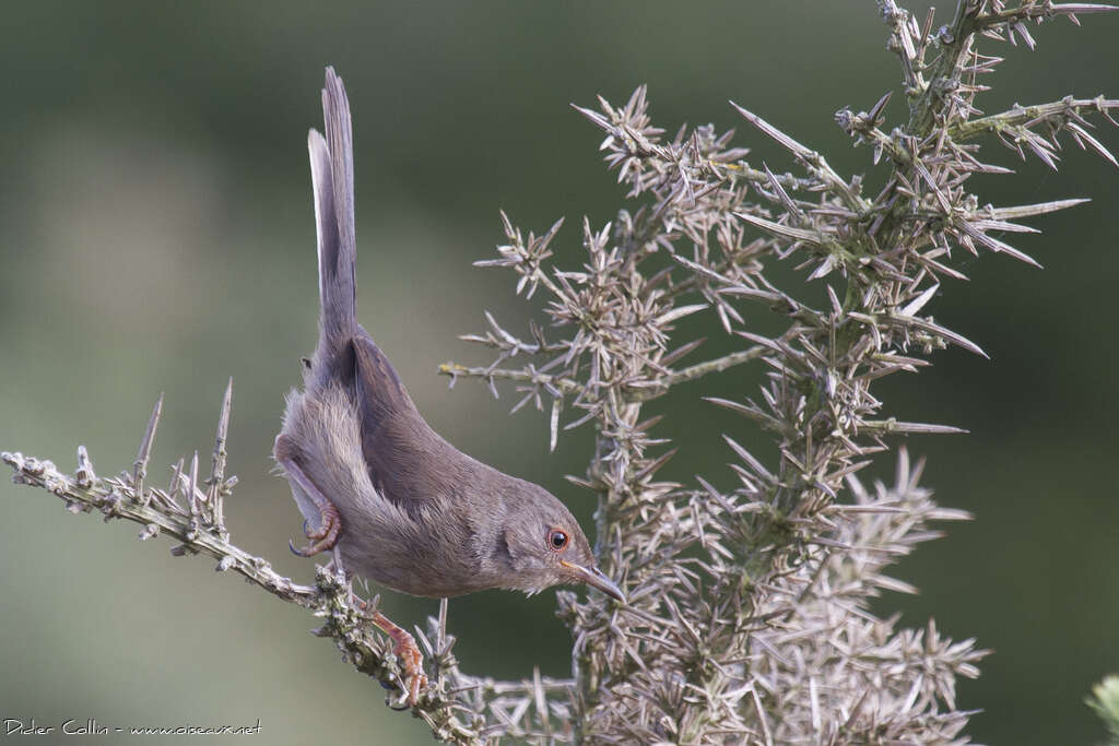 Dartford Warblerjuvenile, identification