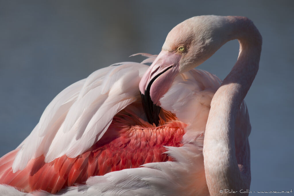 Flamant roseadulte, soins, pigmentation, Comportement