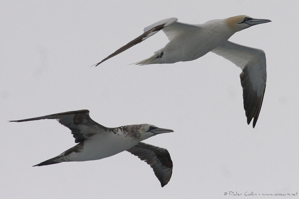 Northern Gannet