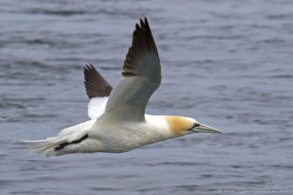 Northern Gannetadult, Flight