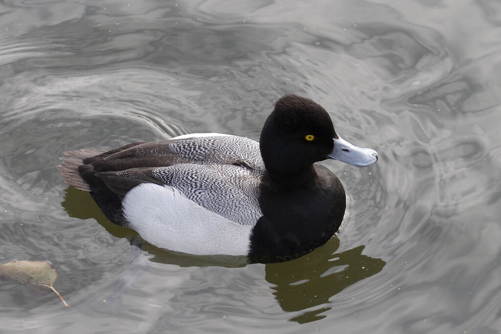 Lesser Scaup male adult