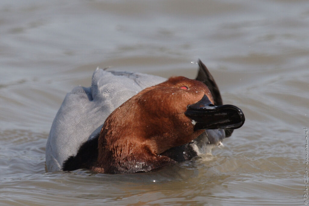 Common Pochard male adult