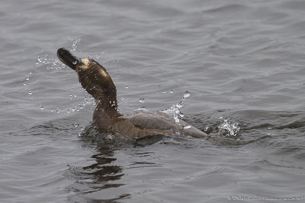 Greater Scaup female