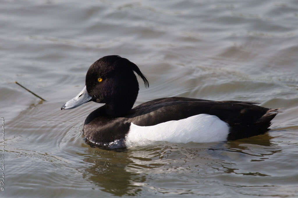 Tufted Duck male adult breeding, identification