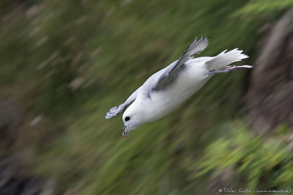 Fulmar boréaladulte, Vol