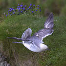 Fulmar boréal