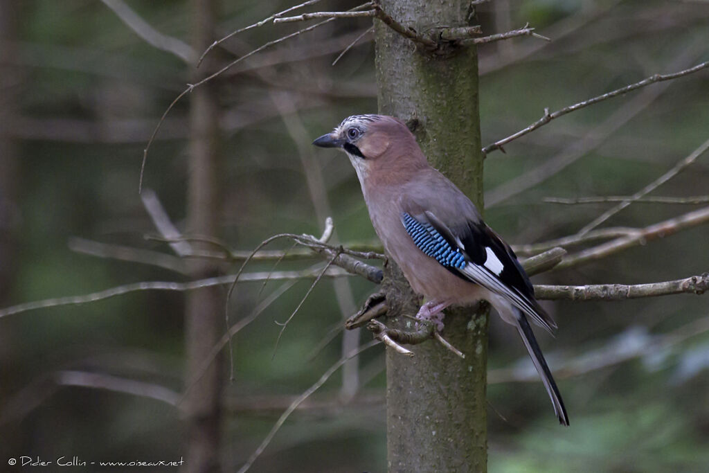 Eurasian Jayadult, identification