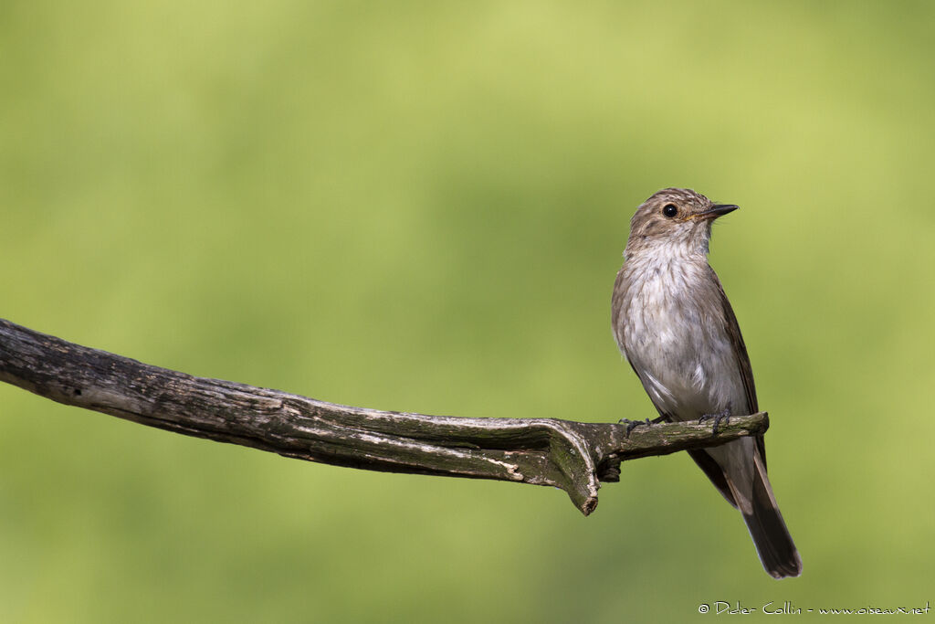 Spotted Flycatcheradult, identification