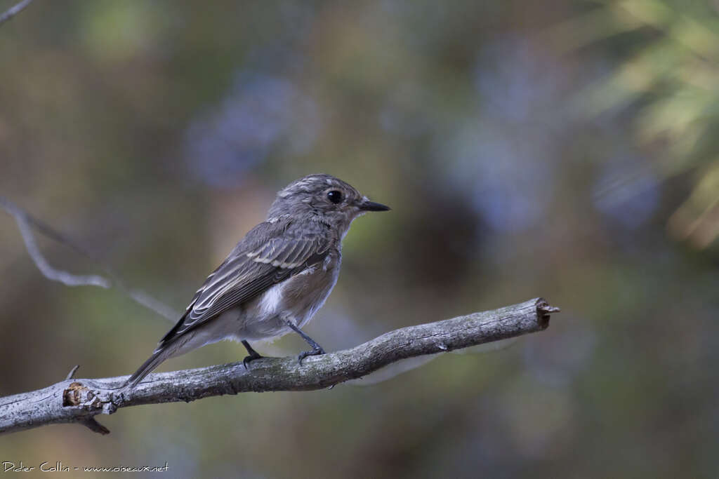 Spotted FlycatcherFirst year, identification