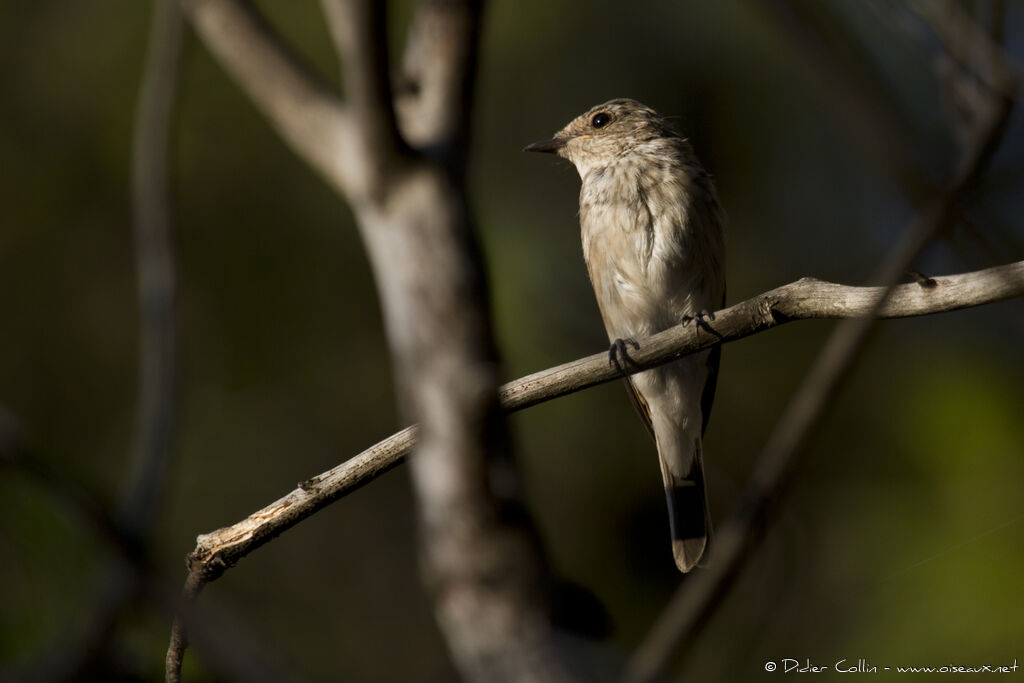 Spotted Flycatcheradult