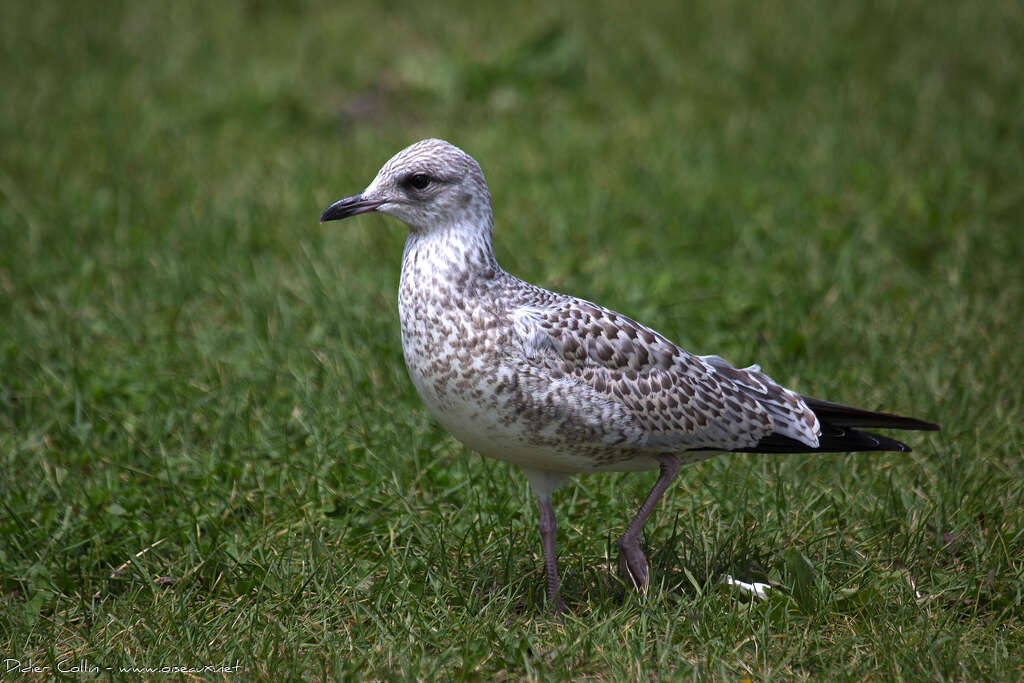 Goéland à bec cercléjuvénile, identification