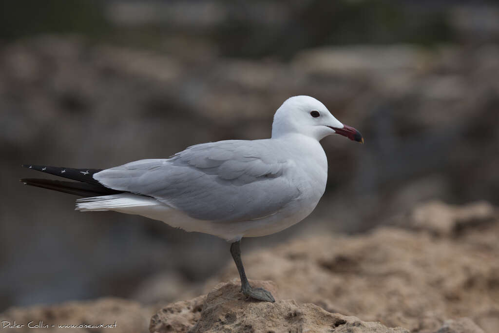 Goéland d'Audouinadulte, identification