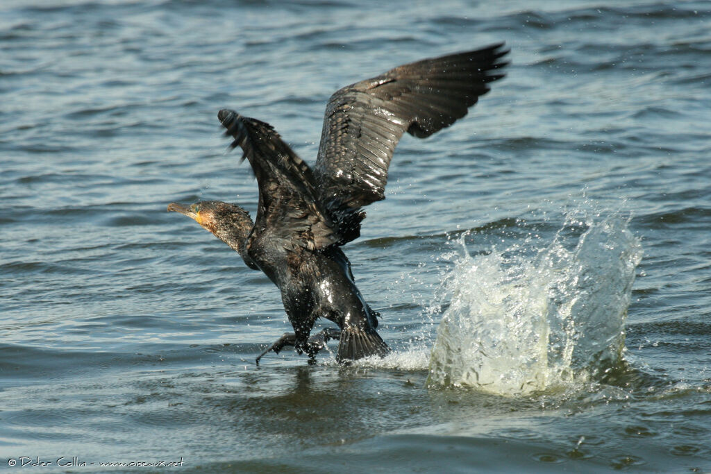 Great Cormorant