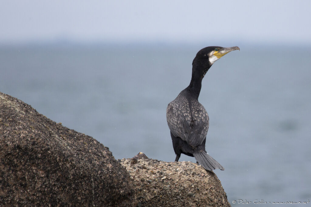 Great Cormorantadult