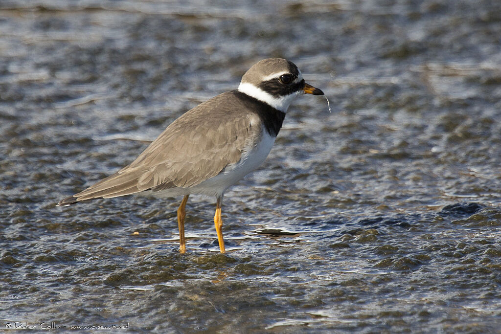 Common Ringed Ploveradult