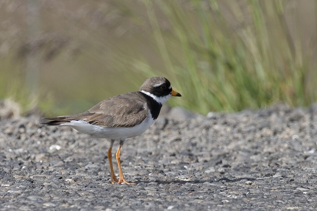 Common Ringed Ploveradult