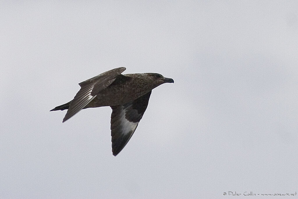 Great Skua, identification