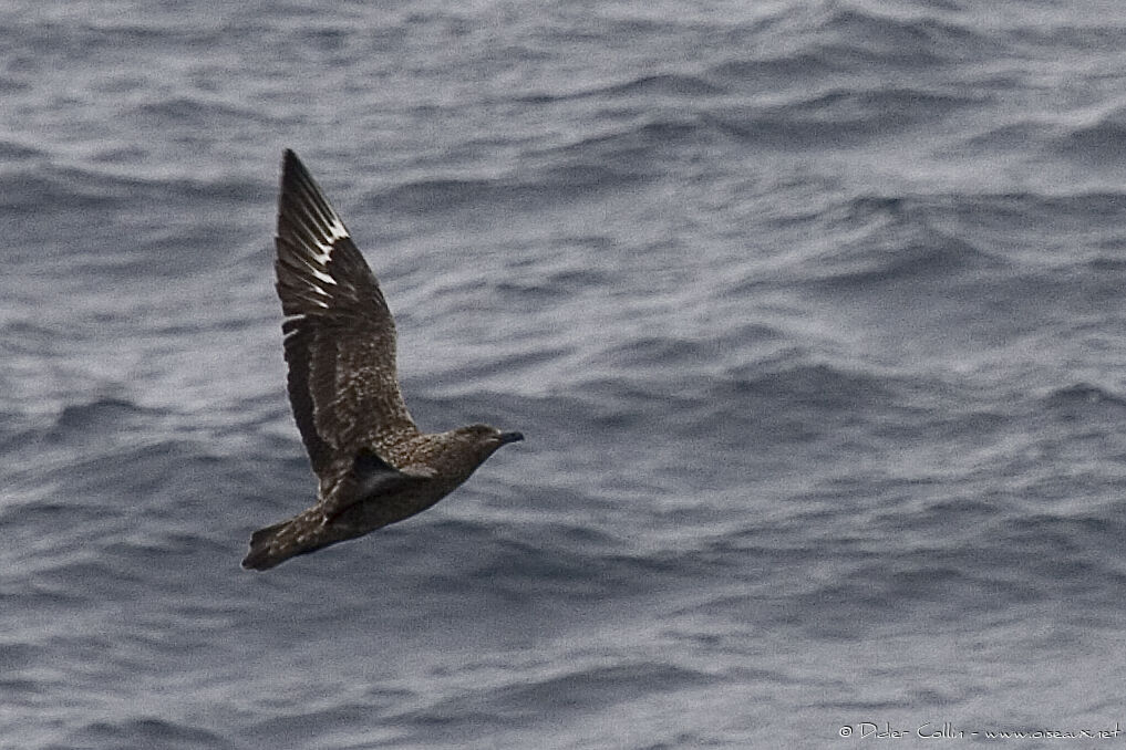 Grand Labbe, identification