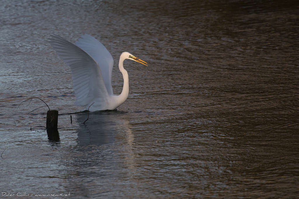 Great Egret, fishing/hunting