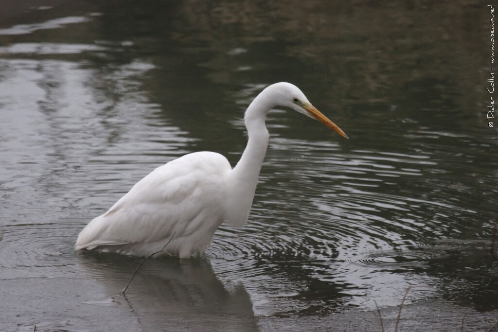 Great Egretadult, fishing/hunting