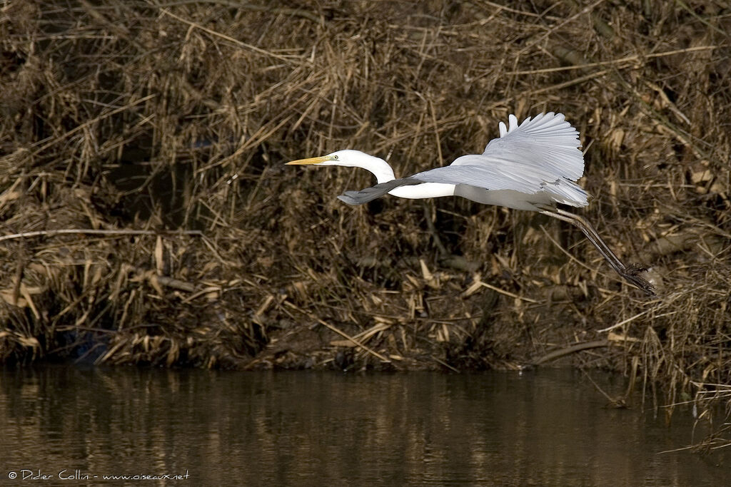 Great Egret, Flight