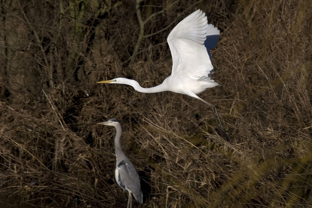 Grande Aigrette, Vol
