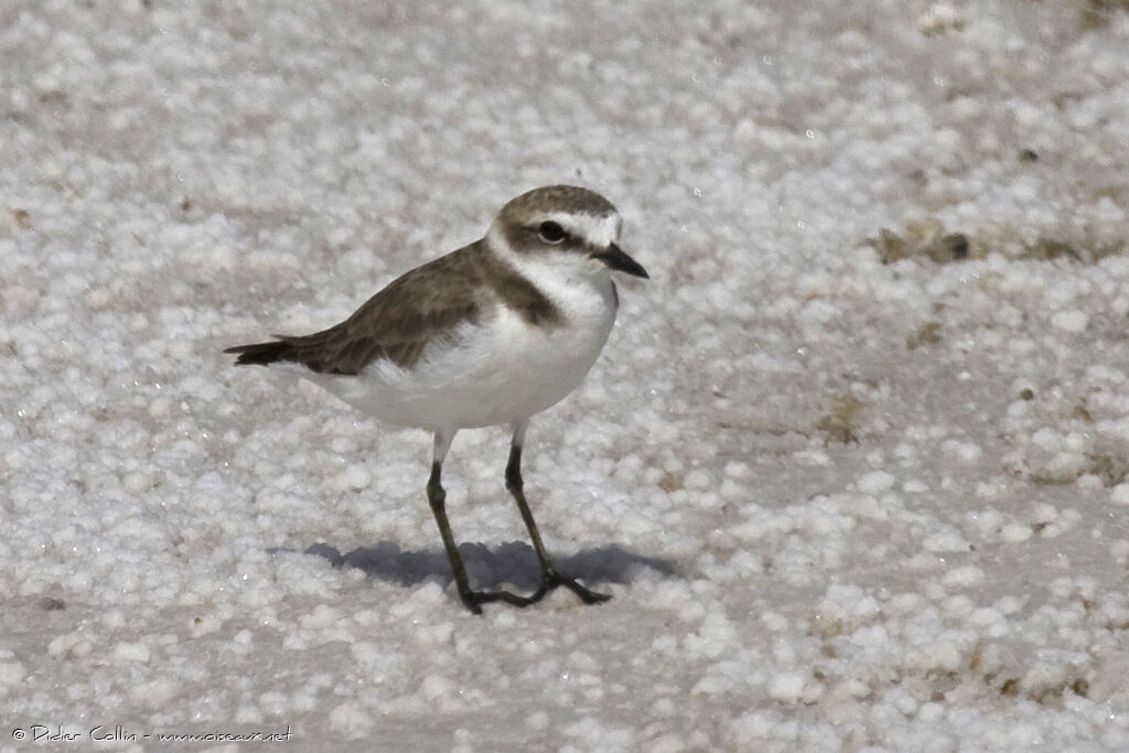 Kentish Plover, identification