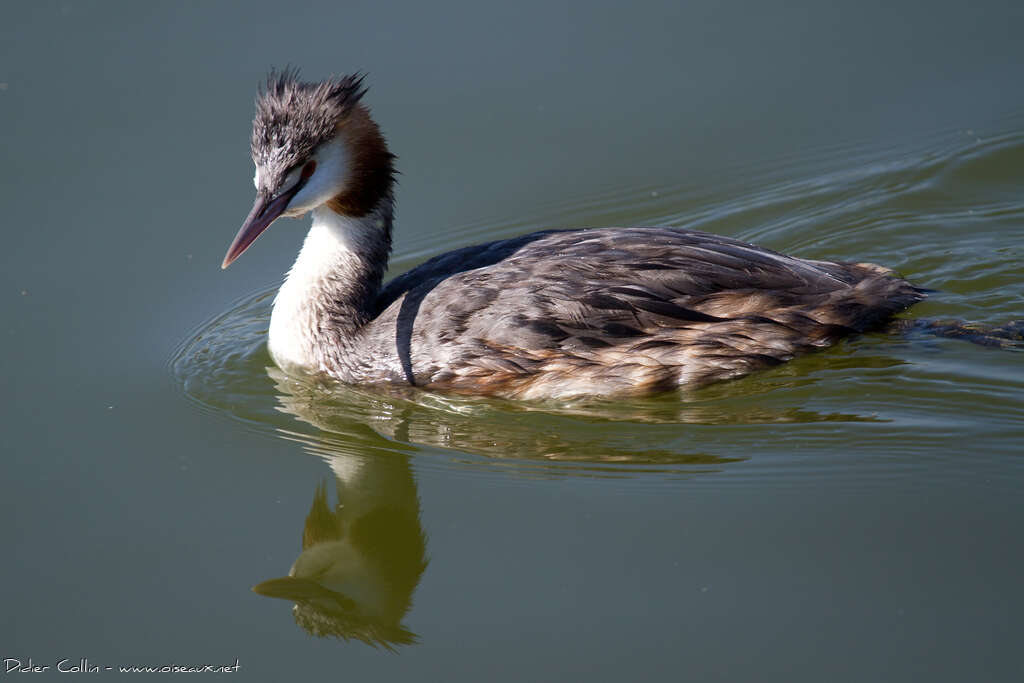 Great Crested Grebeadult breeding, identification