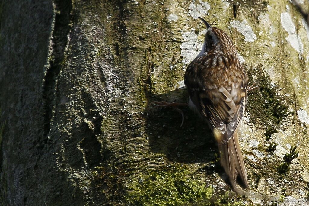 Eurasian Treecreeperadult