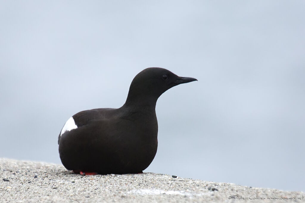Guillemot à miroiradulte nuptial, identification