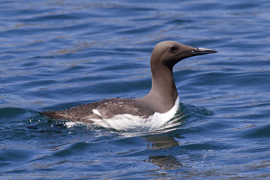 Common Murreadult breeding, swimming
