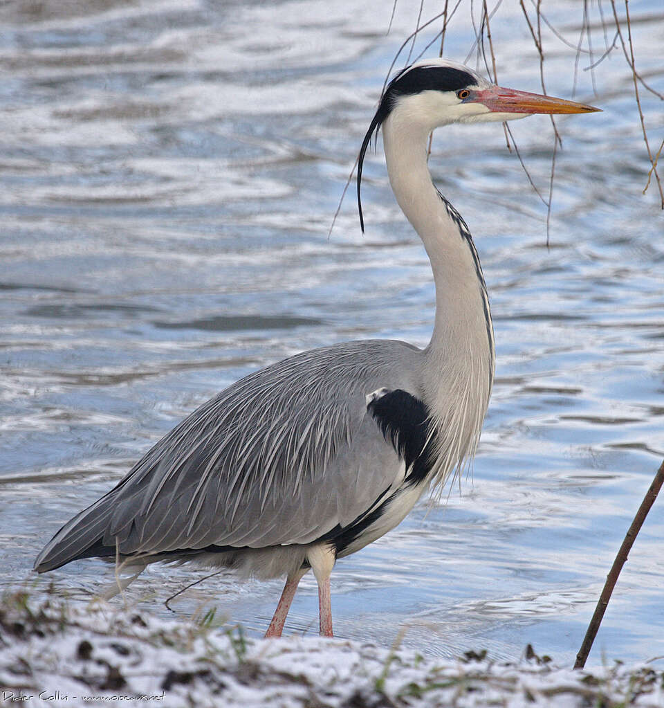 Grey Heronadult breeding, identification