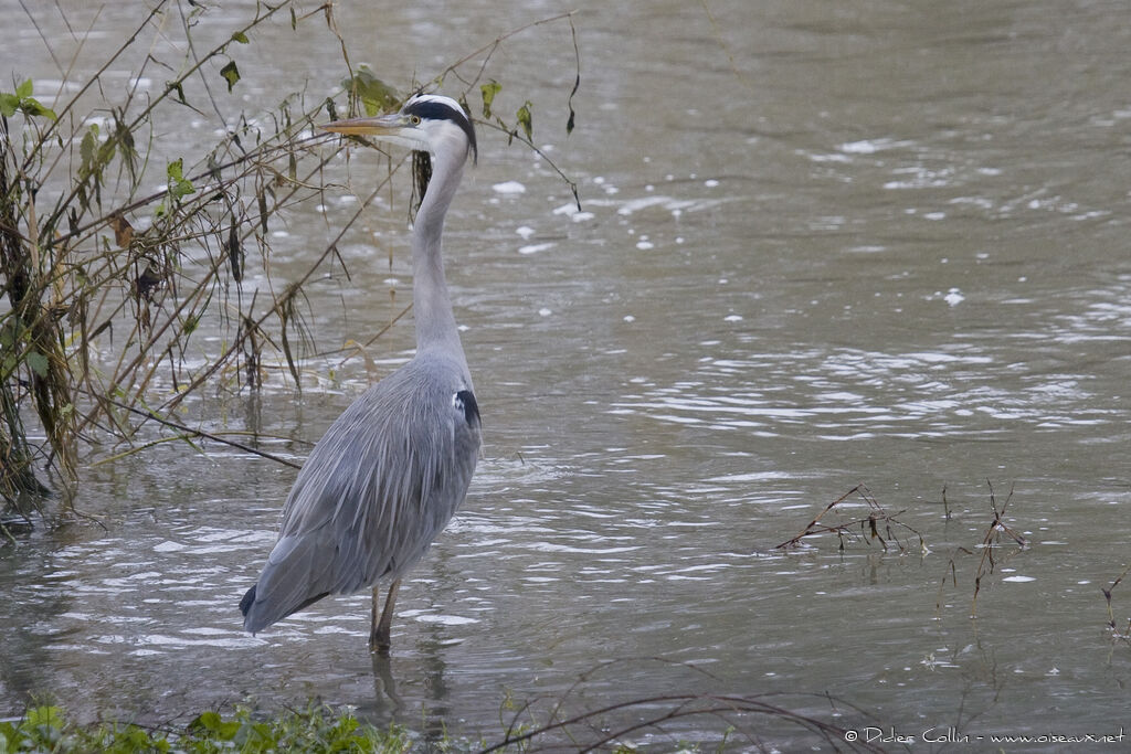 Grey Heronadult, identification
