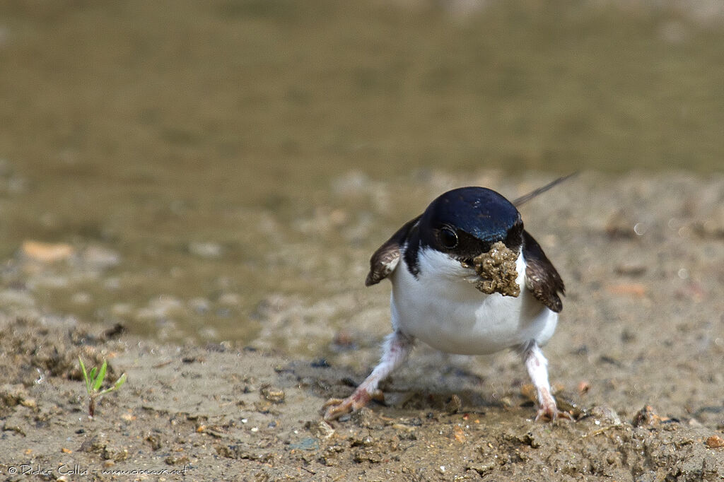 Western House Martinadult, identification, Behaviour