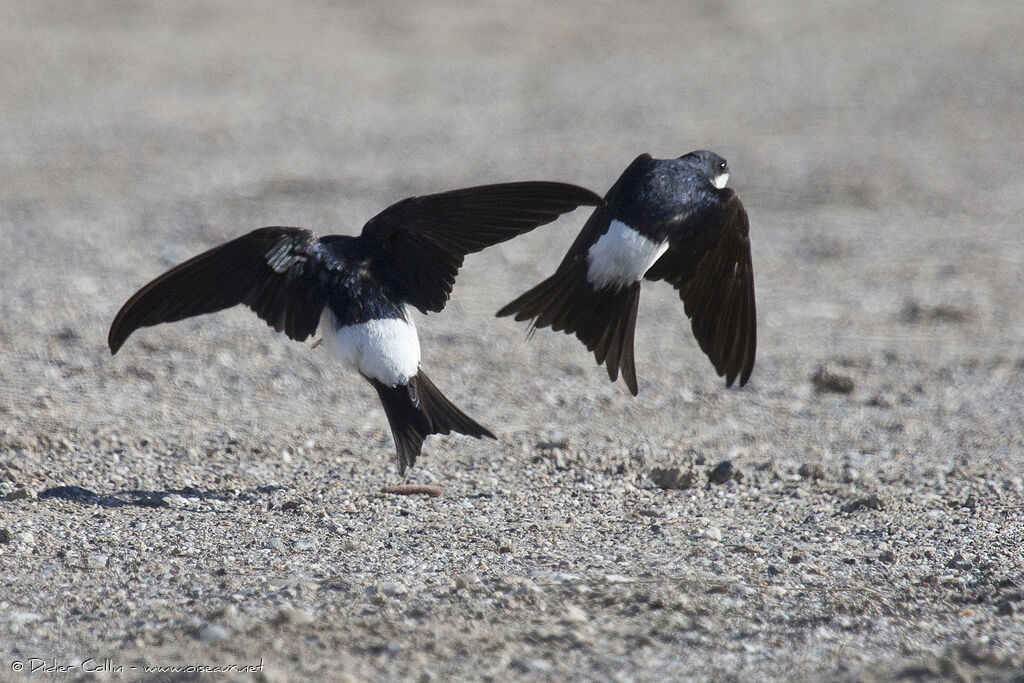 Western House Martinadult, Flight