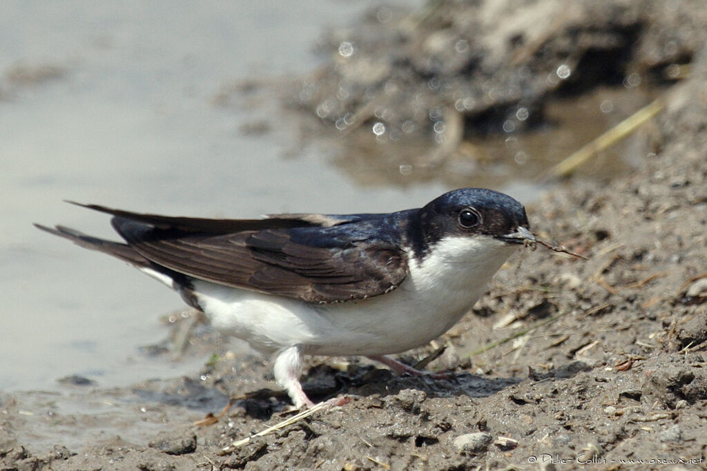 Western House Martinadult breeding, identification, Reproduction-nesting, Behaviour