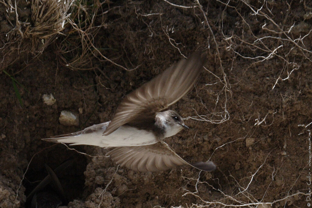 Sand Martinadult, Flight
