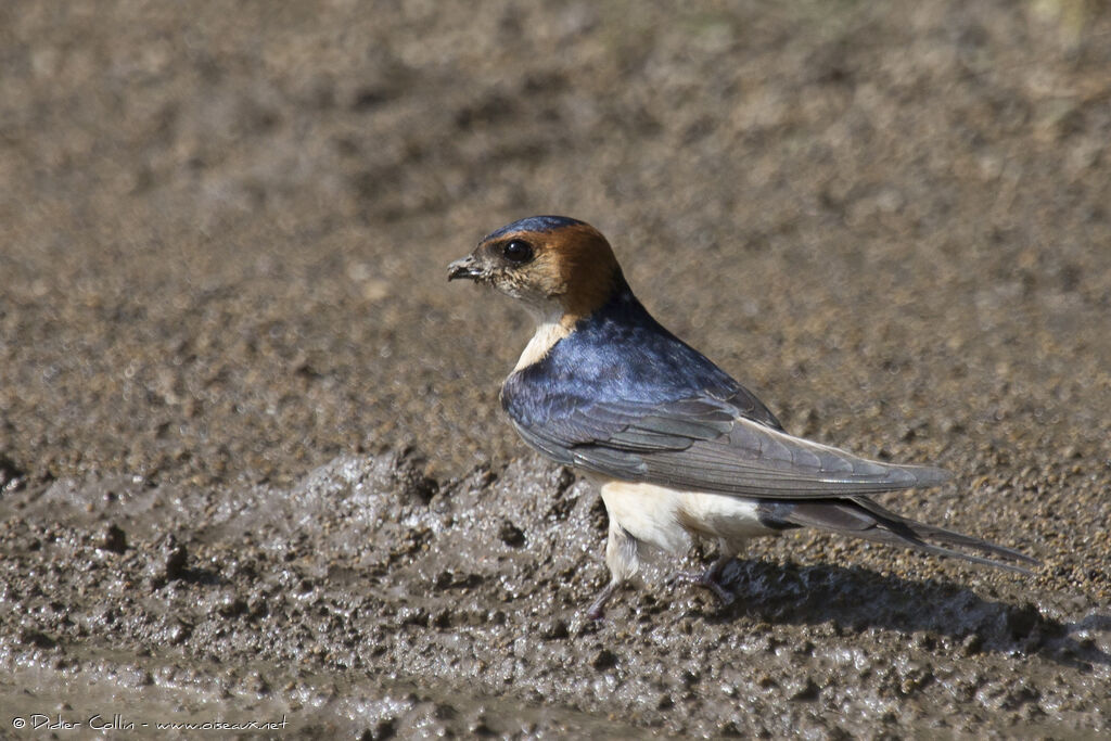 European Red-rumped Swallowadult