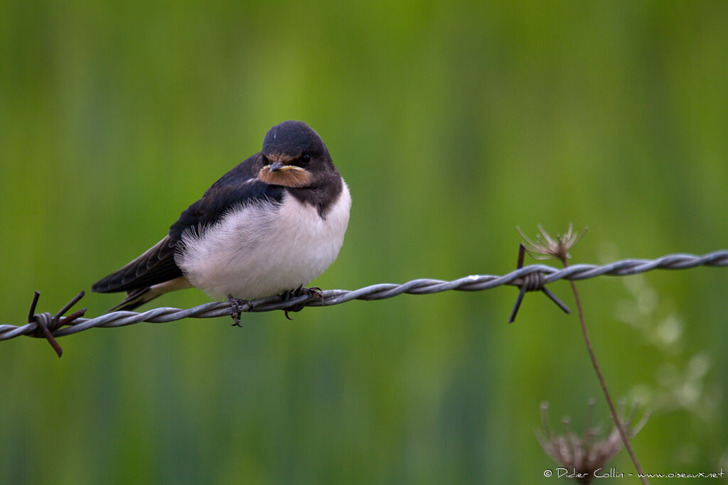 Hirondelle rustiquejuvénile, identification